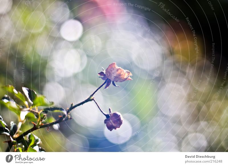 Morning fog Natur Pflanze Herbst Rose Blatt Blüte grün weiß verblüht hell Wachstum herbstlich Lichtspiel Farbfoto Detailaufnahme Tag Kontrast Lichterscheinung