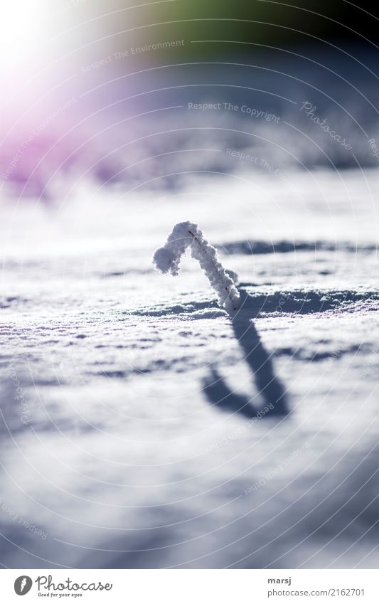 Schneeskulptur im Gegenlicht Natur Winter Schönes Wetter Eis Frost Halm außergewöhnlich authentisch Erfolg fantastisch einzeln 1 Hakenförmig gekrümmt kaputt