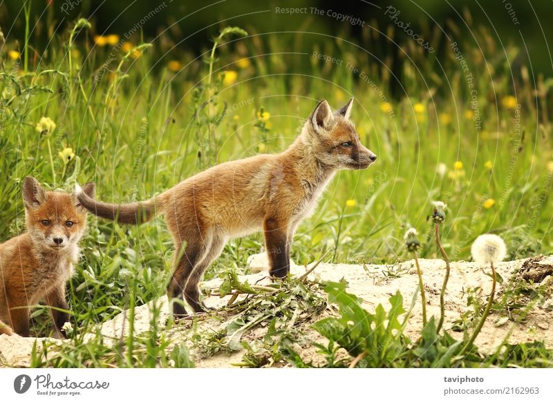 Fuchsjunge nahe dem Wald schön Gesicht Jagd Baby Familie & Verwandtschaft Jugendliche Umwelt Natur Tier Gras Pelzmantel Hund Tierjunges klein niedlich wild