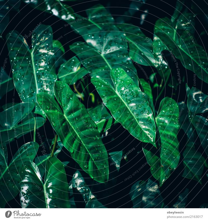 Kreatives Layout aus grünen Blättern. Flach legen. Natur-Konzept Sommer Garten Tisch Kunst Pflanze Baum Blatt Wald Fluggerät Mode Wachstum frisch hell trendy