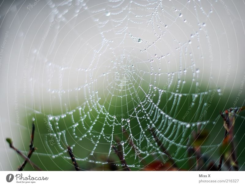 Perlenkette Natur schlechtes Wetter Regen frisch glänzend nass Netzwerk Spinnennetz Wassertropfen Tropfen Tau Morgen Farbfoto Außenaufnahme Nahaufnahme Muster