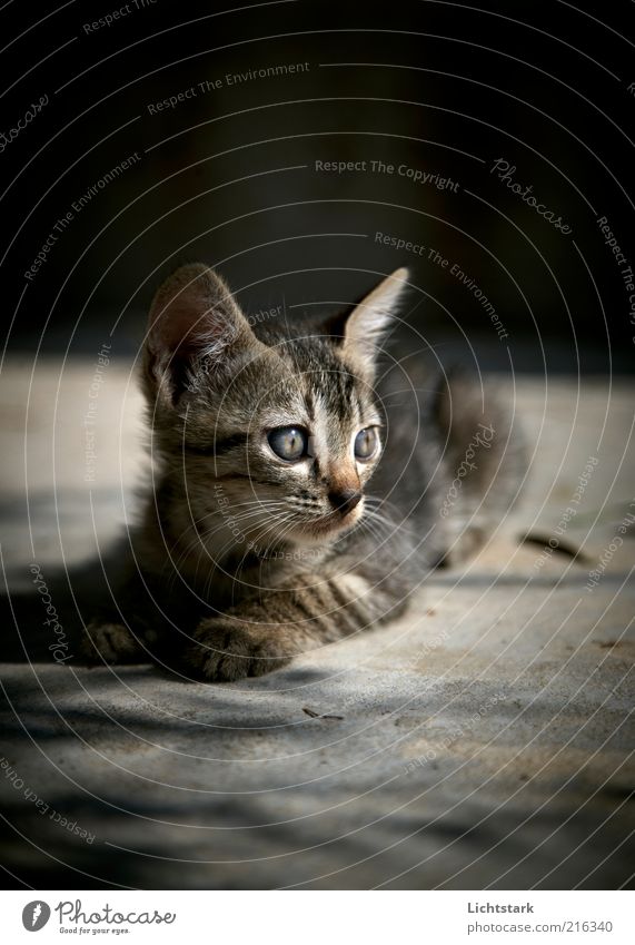 Jetzt nicht - BITTE Katze 1 Tier Tierjunges liegen natürlich Neugier niedlich grau Außenaufnahme Menschenleer Morgen Schatten Schwache Tiefenschärfe Tierporträt