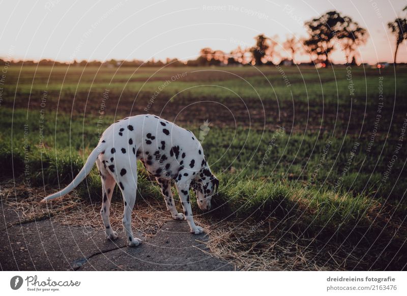 Dalmatiner auf der Suche Natur Sonnenaufgang Sonnenuntergang Sonnenlicht Frühling Sommer Herbst Schönes Wetter Wiese Feld Tier Haustier Hund Neugier niedlich
