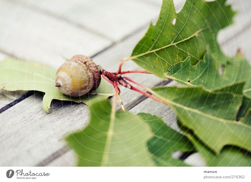 geeicht Natur Blatt Frucht Fruchtstand Eicheln Eichenblatt herbstlich Herbst hell schön Vergänglichkeit Wachstum Samen Farbfoto Außenaufnahme Nahaufnahme Tag