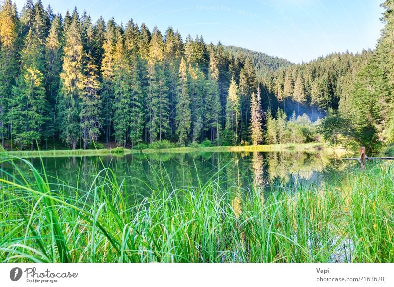 Forest See in den Bergen mit blauem Wasser schön Erholung Ferien & Urlaub & Reisen Tourismus Abenteuer Sommer Sommerurlaub Berge u. Gebirge Umwelt Natur
