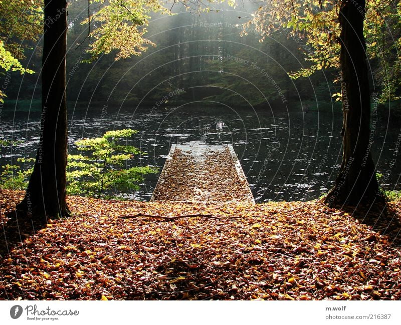 Zeit des Wandels Umwelt Natur Landschaft Pflanze Wasser Sonnenaufgang Sonnenuntergang Sonnenlicht Herbst Baum Blatt Seeufer Teich braun mehrfarbig Stimmung