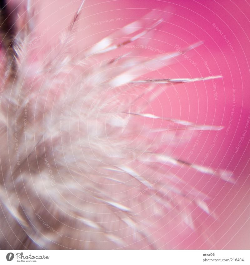 weich Feder rosa Dekoration & Verzierung Farbfoto Innenaufnahme Nahaufnahme Detailaufnahme Makroaufnahme Textfreiraum Menschenleer