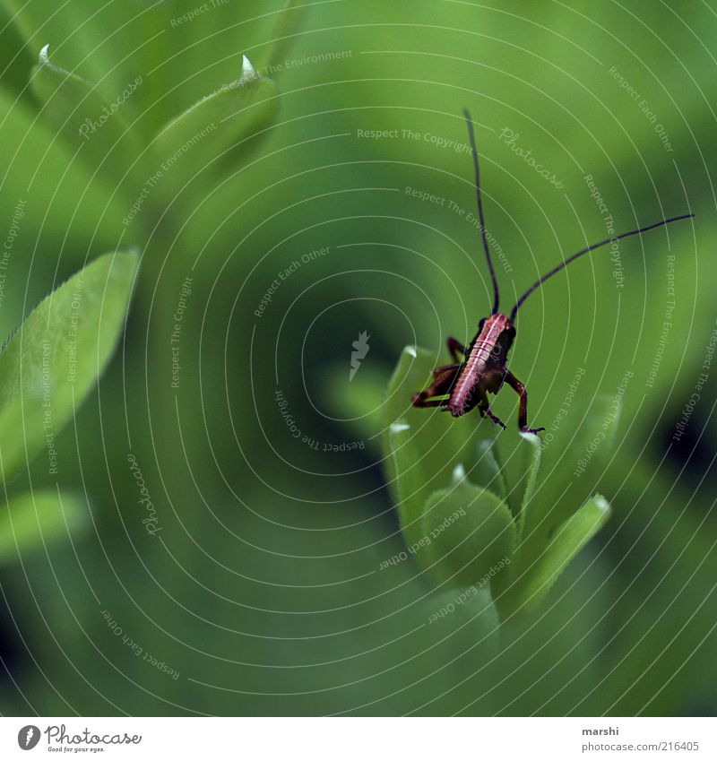 der Minischreck Natur Pflanze Tier 1 klein grün Heuschrecke Waldmeister Blatt Insekt Fühler warten Farbfoto Außenaufnahme Unschärfe Textfreiraum links