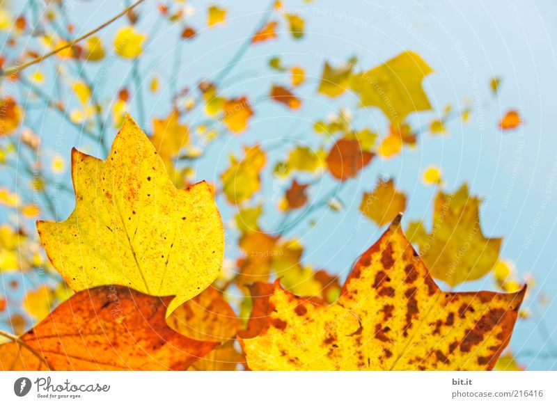 Frisch in den Herbst...(V) Natur Pflanze Luft Himmel Wolkenloser Himmel Klima Wetter Schönes Wetter Baum Blatt hängen blau mehrfarbig gelb gold rot Umweltschutz