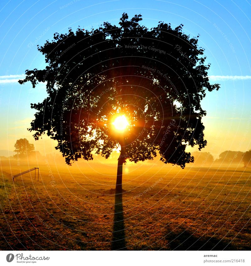 Morgensonne Natur Landschaft Pflanze Himmel Sonne Sonnenaufgang Sonnenuntergang Sonnenlicht Herbst Schönes Wetter Baum Wiese blau gelb ruhig Farbfoto mehrfarbig