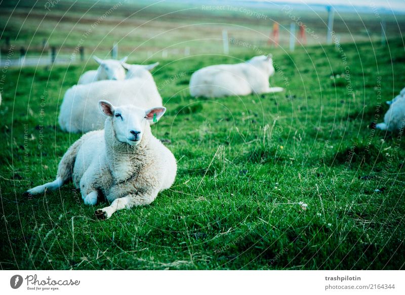 Schafe Nutztier Schafherde 4 Tier Herde Tierfamilie Erholung frei grün weiß Zufriedenheit 2017 Halligen Kapelle Petra sonja berg Farbfoto Außenaufnahme