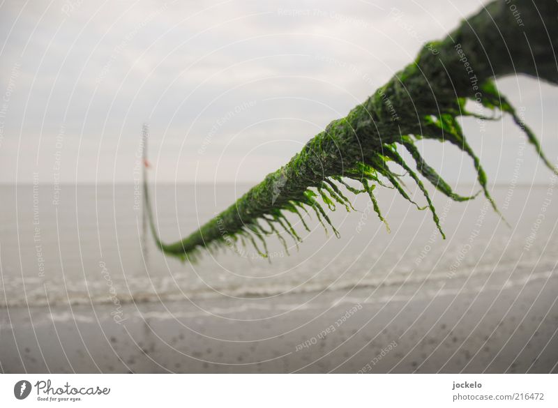 Bart Umwelt Natur Landschaft Pflanze Sand Wasser Wolken Sommer Gras Moos Nordsee hässlich schleimig Seil Algen Strand Menschenleer Farbfoto Außenaufnahme Tag