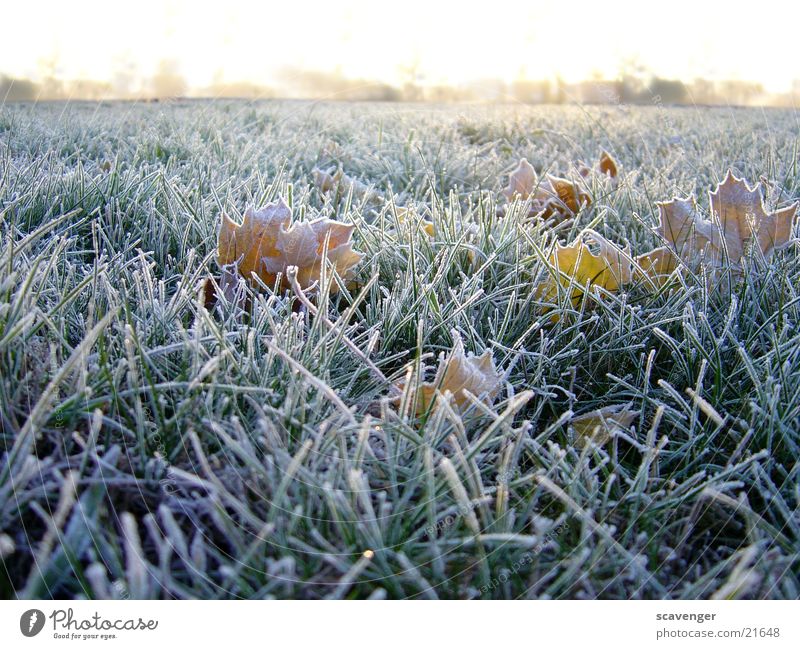 Morgentau Winter Wiese Jahreszeiten kalt weiß Horizont Menschenleer Pflanze Gras Seil Raureif Landschaft Schnee Eis Sonne Natur Außenaufnahme