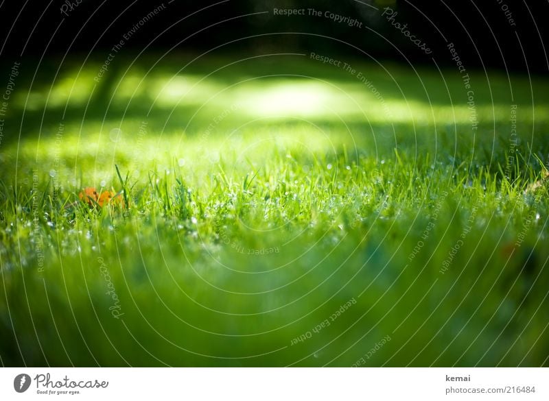 Herbstsonne im Gras Umwelt Natur Landschaft Pflanze Sonnenlicht Klima Schönes Wetter Blatt Grünpflanze Wildpflanze frisch glänzend hell nass grün Farbfoto