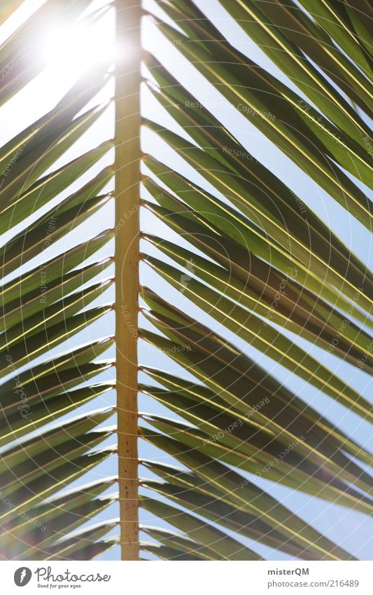 weit weg. Umwelt Natur Wetter Schönes Wetter ästhetisch Ferien & Urlaub & Reisen Urlaubsstimmung Kleine Antillen Palme Palmenwedel Urlaubsfoto Urlaubsort