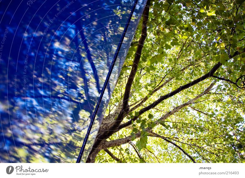 Hoffnung Natur Pflanze Sommer Herbst Baum Mauer Wand Zeichen Wachstum außergewöhnlich schön blau grün Gefühle Ast Blätterdach Farbfoto Außenaufnahme
