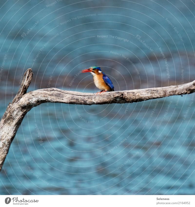 Eisvogel Vogel Eisvögel Natur Fauna Unscharf Ast see Fluss