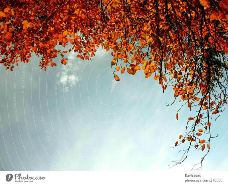 herbsthängen. harmonisch Umwelt Natur Himmel Herbst Schönes Wetter Baum Blatt Wald Wandel & Veränderung Herbstlaub herbstlich Strukturen & Formen hängend Ast