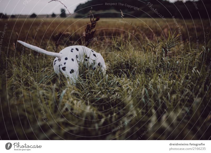 Abenteuer eines Dalmatiners Umwelt Natur Landschaft Wiese Tier Haustier Hund 1 Neugier Interesse Leben Lebensfreude Suche finden Geruch entdecken Farbfoto