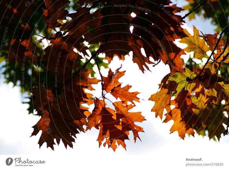 Blätterdach Umwelt Natur Pflanze Himmel Herbst Baum Blatt mehrfarbig gelb Jahreszeiten Textfreiraum Herbstlaub Herbstfärbung Eiche Eichenblatt Herbstwald