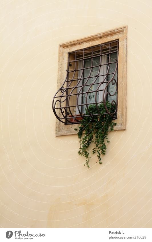 finestra uno Mauer Wand Fenster hell schön gelb grün Romantik eingeschlossen Pflanze Gardine Italien Verona Farbfoto Außenaufnahme Tag Menschenleer Gitter