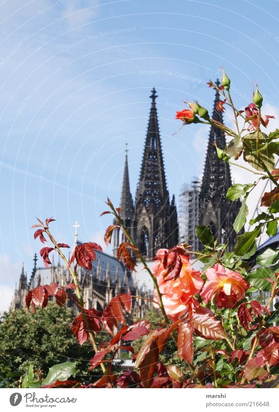 rosiges Köln Ferien & Urlaub & Reisen Tourismus Ausflug Pflanze Sträucher Rose historisch Dom Kölner Dom rosenstrauch Spitze Himmel Städtereise Farbfoto