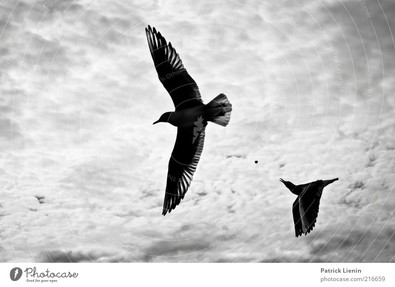 catch without arms Umwelt Natur Landschaft Tier Urelemente Luft Himmel Wolken Wetter Schönes Wetter Wind Küste Flussufer Wildtier Vogel Flügel 2 fliegen