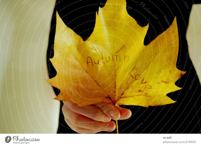 Autumn Love II Hand Herbst Blatt Kleid alt Herbstlaub Ahornblatt Farbfoto Innenaufnahme Naturliebe Liebeserklärung Liebesbekundung Schriftzeichen Englisch