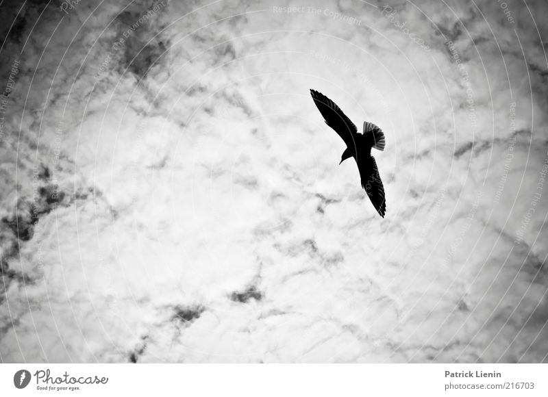 Beach side Umwelt Natur Landschaft Tier Himmel Wolken Klima Wetter Wind Wildtier Vogel Flügel 1 fliegen gleiten weiß Möwe Außenaufnahme Menschenleer