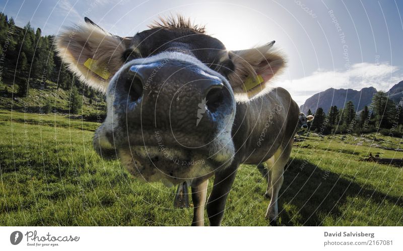 Cow Cow Jagd wandern Natur Landschaft Himmel Sonne Schönes Wetter Gras Wiese Feld Wald Hügel Alpen Berge u. Gebirge Gipfel Tier Nutztier Kuh Pferd Tiergesicht