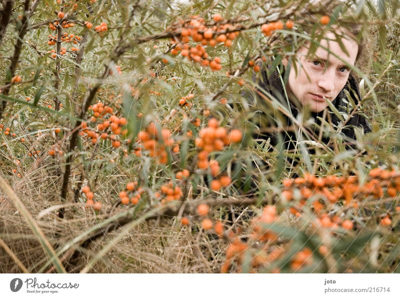 im Sanddornbusch III Frucht Vegetarische Ernährung Gesundheit Gesunde Ernährung maskulin Junger Mann Jugendliche Erwachsene Natur Pflanze Sträucher