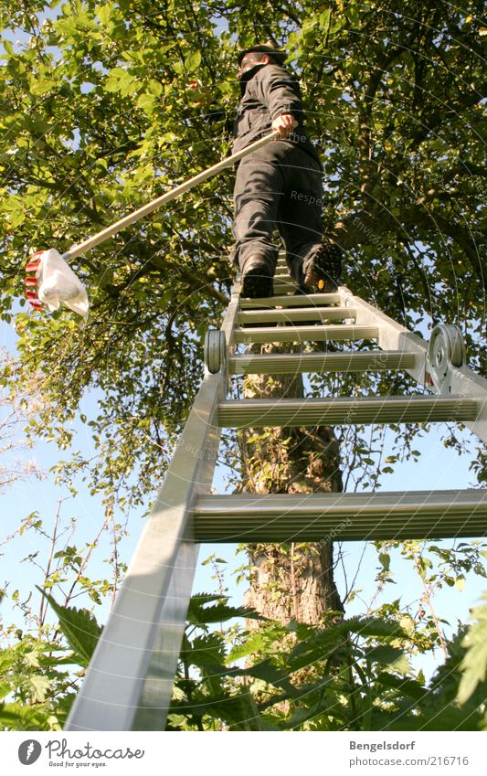 Apfelfänger Freizeit & Hobby 1 Mensch Umwelt Natur Klima Baum Blatt Ernte Herbst Baumkrone Leiter oben Kescher grün ökologisch Bioprodukte Garten Eigenanbau