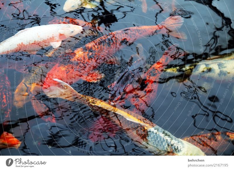doppeldeutigkeiten | fischköppe Natur Tier Teich Fisch Schuppen Koi Karpfen Tiergruppe Schwimmen & Baden außergewöhnlich fantastisch mehrfarbig orange