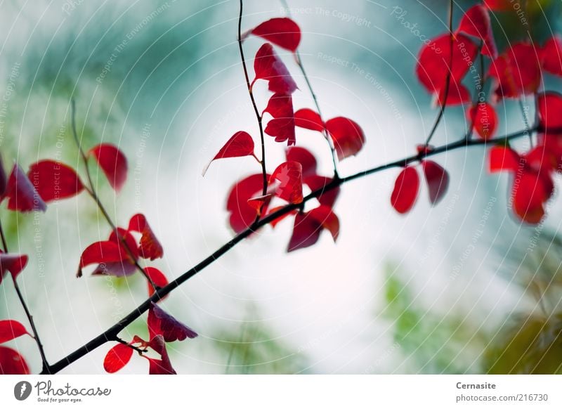 Herbstblätter II Umwelt Natur Landschaft Pflanze Baum Blatt ästhetisch dunkel dünn authentisch einfach Ferne Unendlichkeit natürlich schön wild blau mehrfarbig