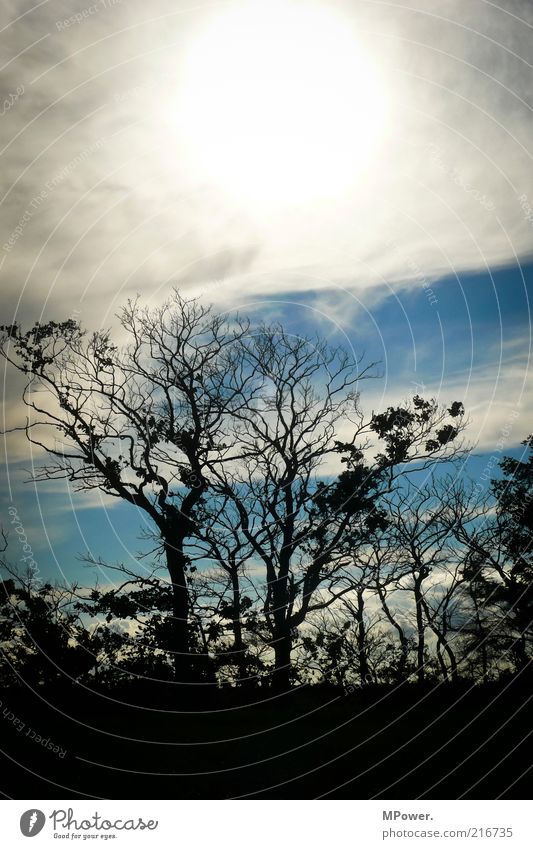 Geblendet Natur Landschaft Schönes Wetter Dürre Baum Sträucher Holz gruselig heiß rund blau schwarz weiß Baumkrone Sonne Wolkenhimmel Ast verzweigt blenden