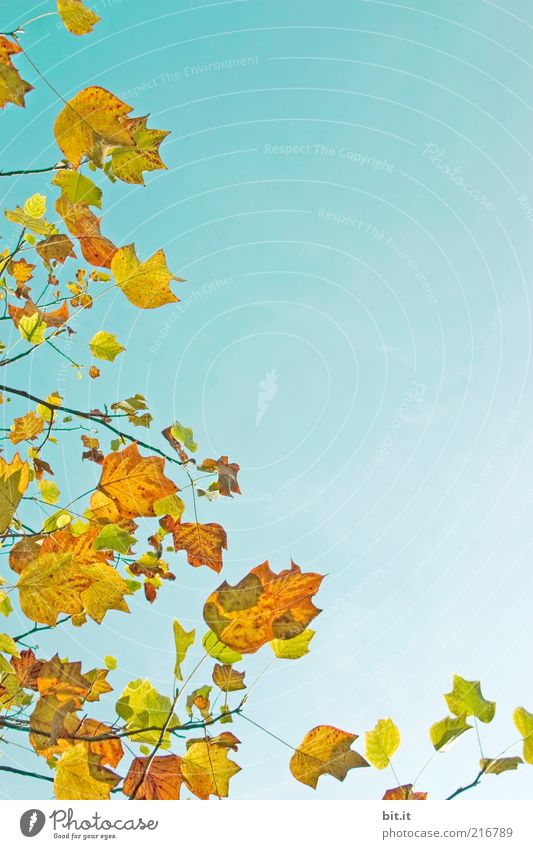Frisch in den Herbst...(VI) Umwelt Natur Luft Himmel Wolkenloser Himmel Wetter Pflanze Blatt blau mehrfarbig gelb gold Perspektive Vergänglichkeit Wachstum