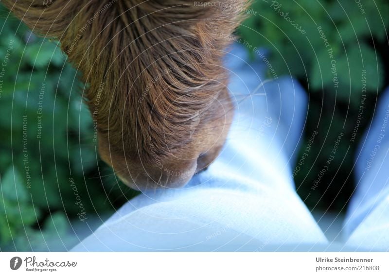 Pferdenase beschnuppert Jeans des Fotografen Beine 1 Mensch Jeanshose Stoff Tier Nutztier Kuh Fell Tierjunges berühren Küssen kuschlig nass Neugier blau braun