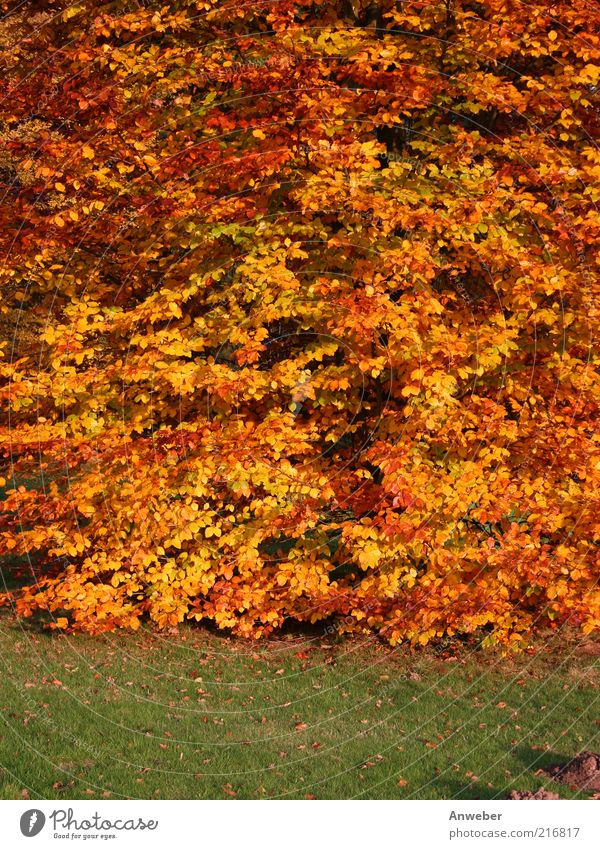 Es herbstelt Umwelt Natur Pflanze Erde Herbst Wetter Schönes Wetter Baum Buche Wiese Stimmung ruhig Blatt Herbstlaub rot orange gelb grün braun Rasen Vielfältig