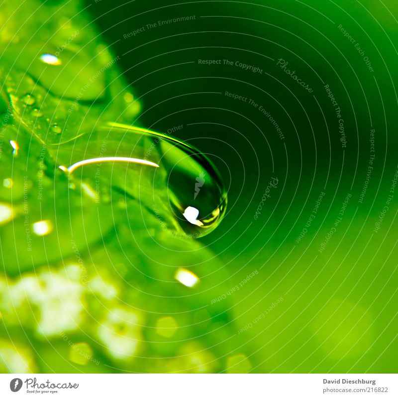 klares Wasser Leben harmonisch Erholung ruhig Natur Pflanze Wassertropfen Frühling Sommer Unwetter Regen Blatt grün schwarz weiß Tropfen nass Tau Farbfoto