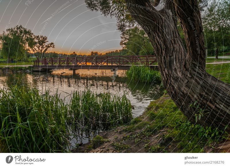 Sommerabendlandschaft schön Freizeit & Hobby Natur Landschaft Himmel Baum Gras Park Küste Teich See Fluss Brücke Fußgänger Wege & Pfade Holz laufen