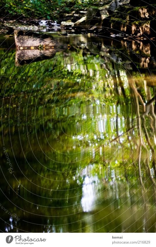 Ruhiges Wasser Umwelt Natur Landschaft Pflanze Sonnenlicht Sommer Klima Schönes Wetter Baum Sträucher Grünpflanze Wald Flussufer Bach Stein nass schön grün