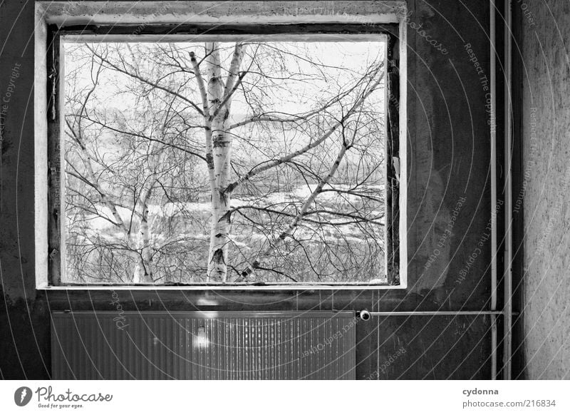 Bild im Bild ruhig Häusliches Leben Natur Winter Baum Mauer Wand Fenster ästhetisch Einsamkeit Idee kalt Perspektive stagnierend träumen Vergänglichkeit