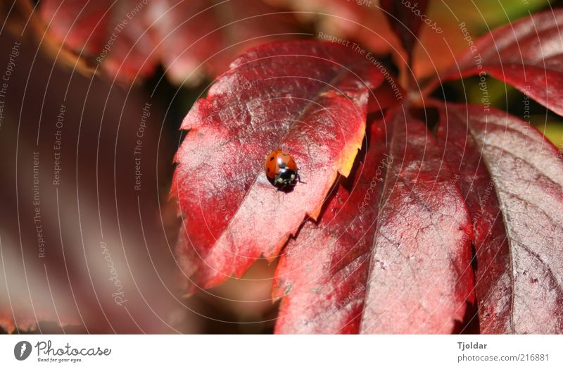 Mary the Ladybird Natur Pflanze Tier Herbst Schönes Wetter Blatt Wilder Wein Marienkäfer Insekt braun rot Farbfoto Außenaufnahme Detailaufnahme Menschenleer