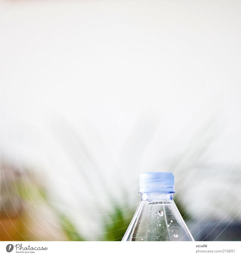 durst? Flasche authentisch Flaschenhals Wasserflasche Wand Pflanzenteile Wassertropfen Farbfoto Innenaufnahme Textfreiraum oben weiß hell Textfreiraum Mitte