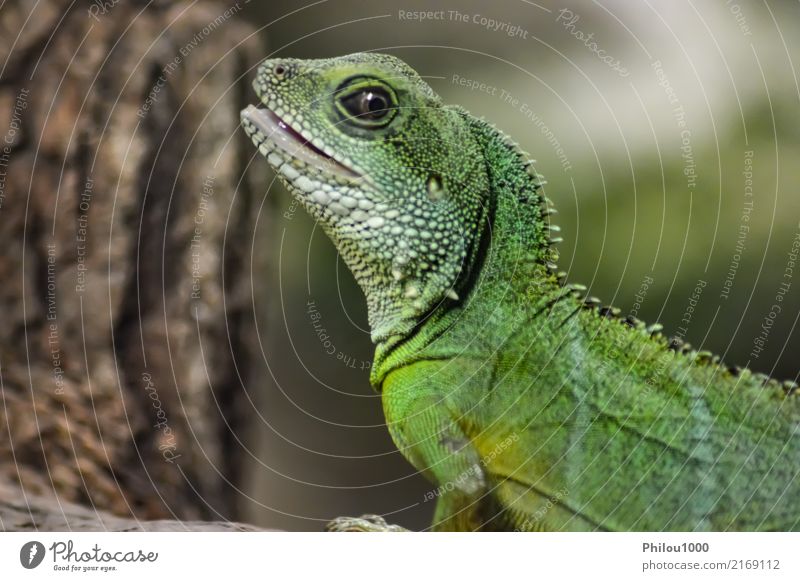 Grüner Leguan auf einer Niederlassung im Park exotisch Natur Tier Wald gelb grün Farbe Panther Chamäleon bunt Lebewesen Drache ökologisch gefährdet Leguane