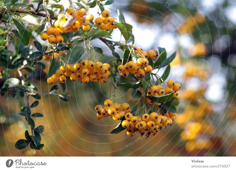 Sanddornzweig Natur Pflanze Schönes Wetter Sträucher leuchten Hippophaë orange Farbfoto Nahaufnahme Sonnenlicht Unschärfe Menschenleer