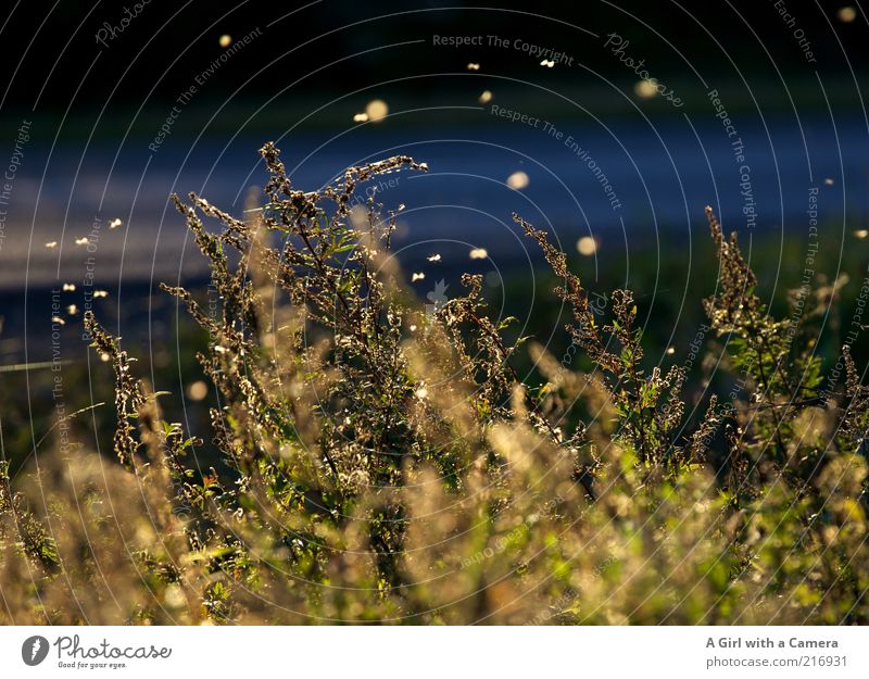 dancing in the dusk Natur Pflanze Herbst Schönes Wetter Blatt fliegen glänzend natürlich blau gelb gold Fliege Leuchtkäfer Schwarm Gras Straße Querformat