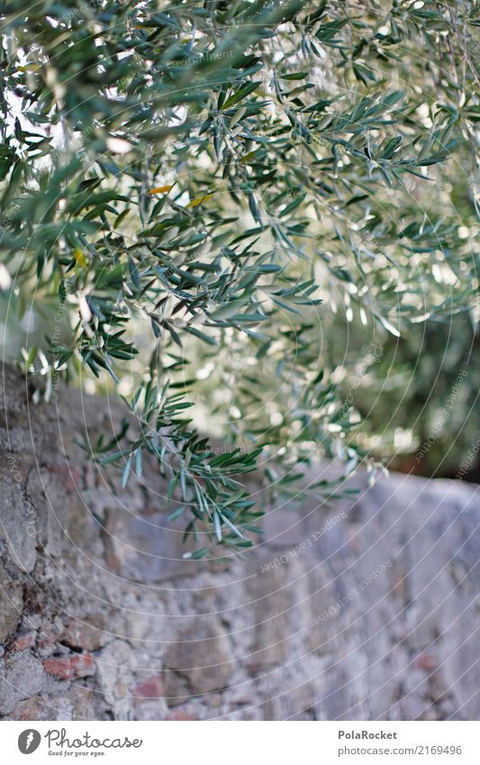 #A# Olivenbaum Kunst ästhetisch Blatt Mauer mediterran dezent schön Natur Italien Farbfoto mehrfarbig Außenaufnahme Nahaufnahme Detailaufnahme Experiment