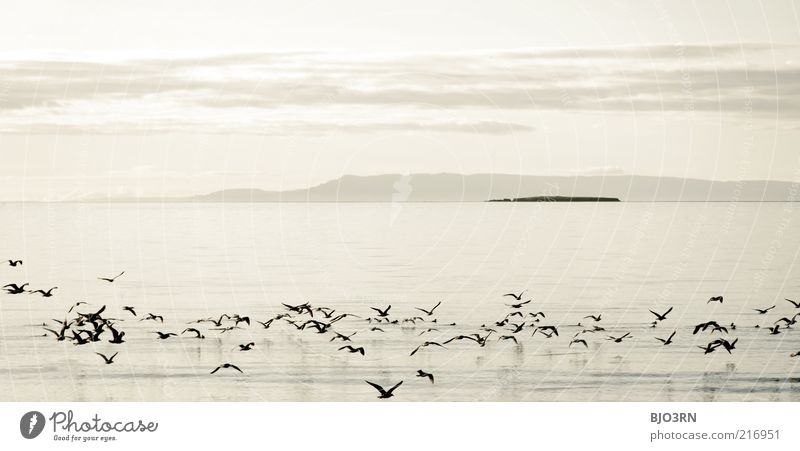 When a day ends like this | Iceland Landschaft Tier Wasser Himmel Sonnenaufgang Sonnenuntergang Sommer Wildtier Vogel Tiergruppe Schwarm fliegen ästhetisch