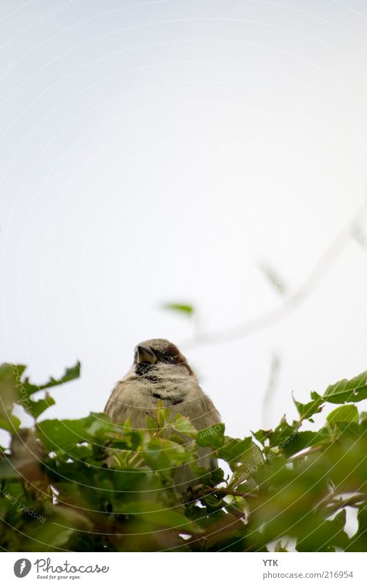 Der dicke Spatz! Umwelt Natur Pflanze Tier Sommer Wetter Blatt Grünpflanze Wildtier Vogel 1 beobachten lustig natürlich Neugier niedlich saftig grün gemütlich